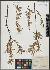 Foto von Salix alba L.